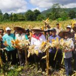 Bupati Maluku Tengah Hadiri Panen Jagung 3 Hektare di Negeri Tehoru